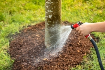 blog image Tree Care 101: Essential Tips for Pruning, Watering, and Fertilizing