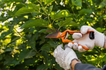 Tree Pruning and Care service image