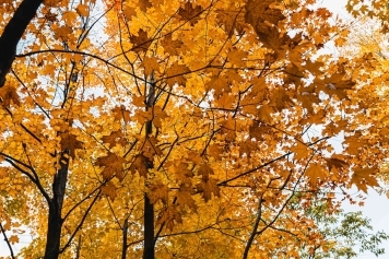 blog image The Fascinating Life Cycle of Deciduous Trees: From Leaf to Fall