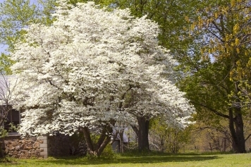 blog image 10 Beautiful Tree Varieties for Your Garden: A Complete Planting Guide