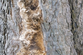 blog image How to Recognize and Prevent Common Tree Diseases and Pests