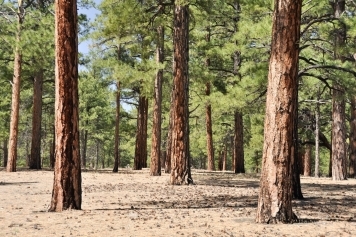 blog image Deciduous vs. Evergreen: Understanding the Key Differences Between Tree Types