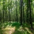 The Role of Trees in Combating Climate Change: Why Planting Matters sidebar image