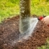 Tree Care 101: Essential Tips for Pruning, Watering, and Fertilizing related image