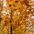 The Fascinating Life Cycle of Deciduous Trees: From Leaf to Fall sidebar image