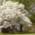 10 Beautiful Tree Varieties for Your Garden: A Complete Planting Guide sidebar image