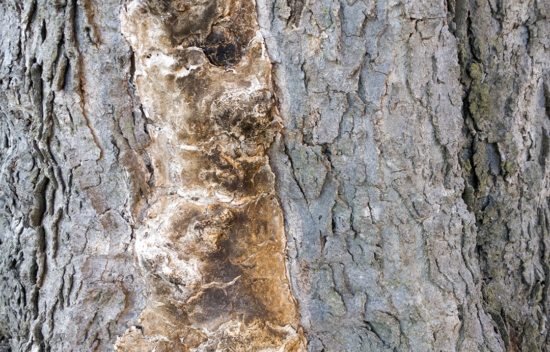 How to Recognize and Prevent Common Tree Diseases and Pests hero image